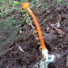 Craneiobia tuba