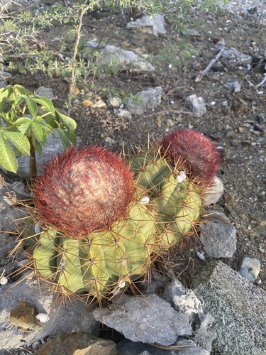 Melocactus stramineus
