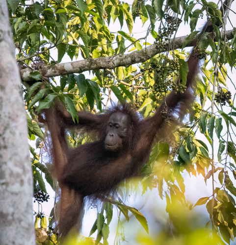 Bornean orangutan
