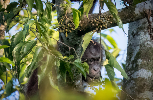 Bornean orangutan