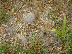 Microtus duodecimcostatus