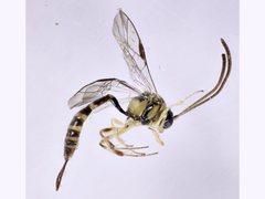 Brachycyrtus