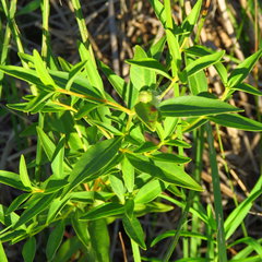 Lysimachia terrestris