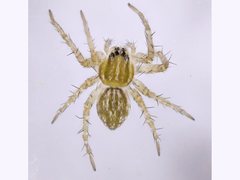Dolomedes facetus
