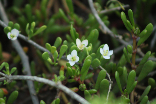 Lycium sandwicense