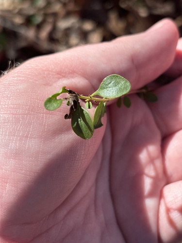 Image of Clinopodium carolinianum by (c) Scott Cave, some rights reserved (CC BY)