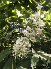 Aesculus parviflora