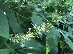 Aesculus parviflora