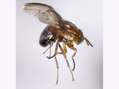 Steganopsis melanogaster