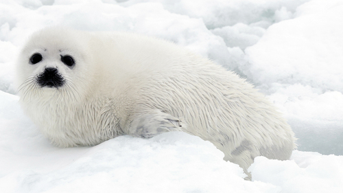 Harp Seal