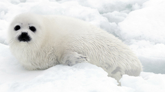 Harp Seal photo 3