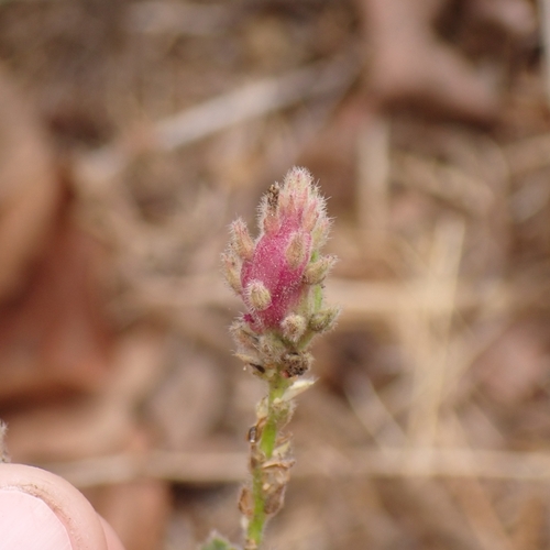 Neolasioptera verbenae
