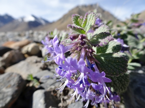 Alpine Catmint (Nepeta nivalis)