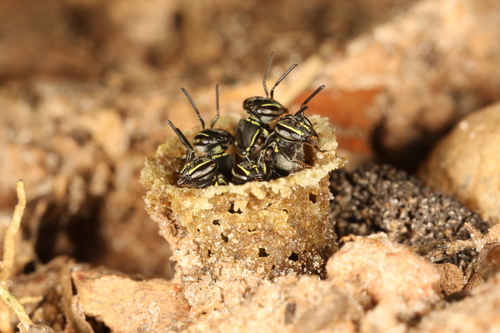 Paratrigona subnuda