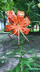 Lilium lancifolium