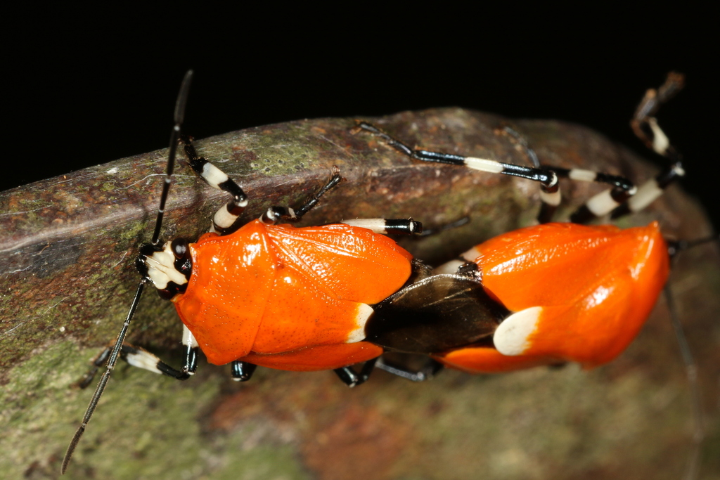 Coryzorhaphis leucocephala