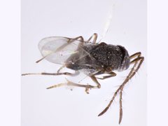 Anagyrus