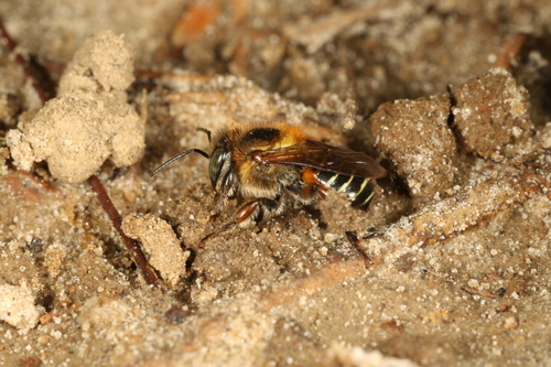 Melipona marginata