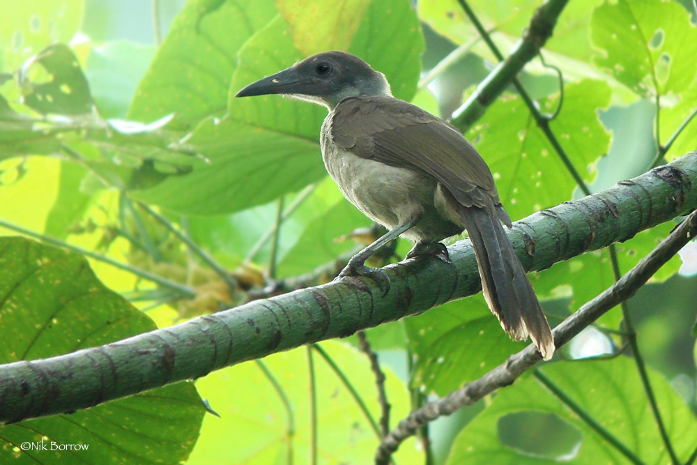 New Britain Friarbird illustration