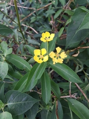 Callaeum macropterum