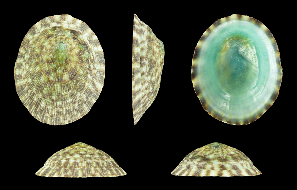 Lottia mesoleuca
