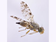 Campiglossa sororcula