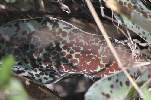 Image of Manfreda maculosa by (c) José Belem Hernández Díaz, some rights reserved (CC BY)