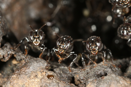 Partamona criptica