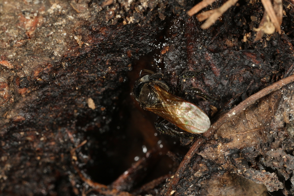 Hyaline-winged Stingless Bee