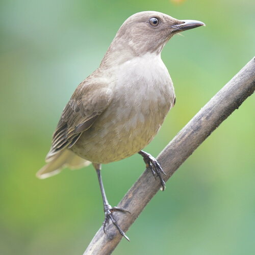 Mountain Thrush (Turdus plebejus), photo 8