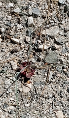 Acanthoscyphus parishii parishii