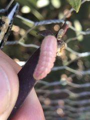 Callophrys augustinus