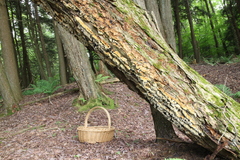 Inonotus glomeratus