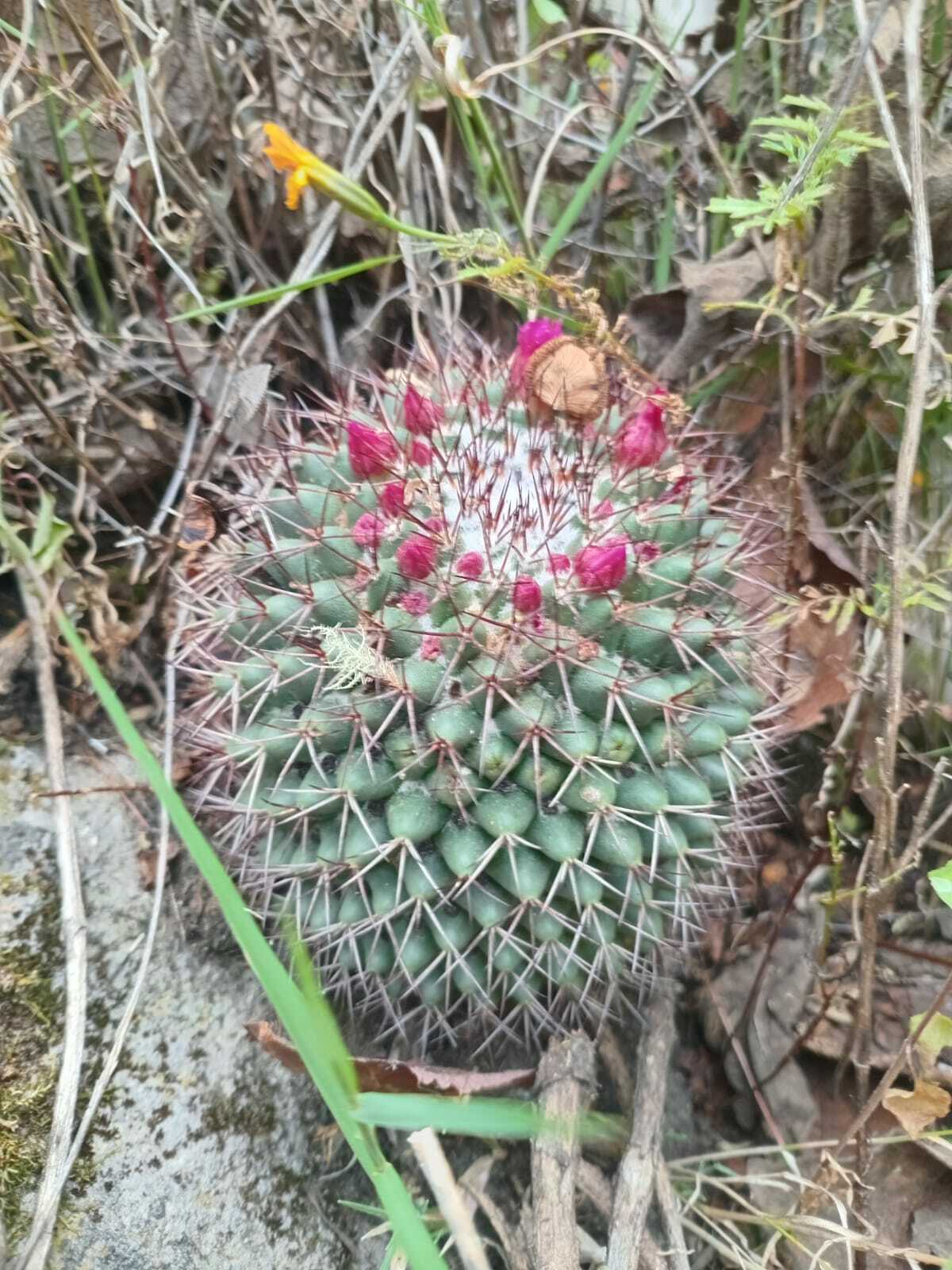 Imagem de Mammillaria polythele é conhecida como "cacto-mamilo"