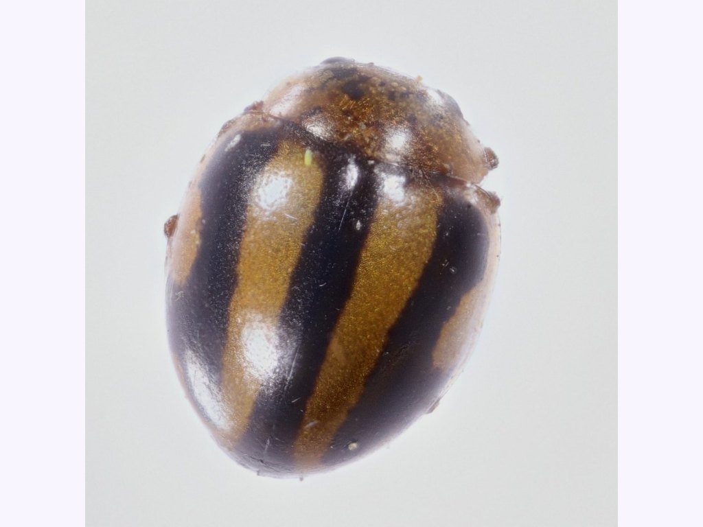Brumoides piae