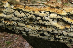 Inonotus glomeratus