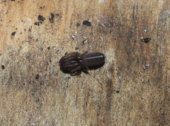 Segestriidae
