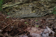 Inonotus glomeratus