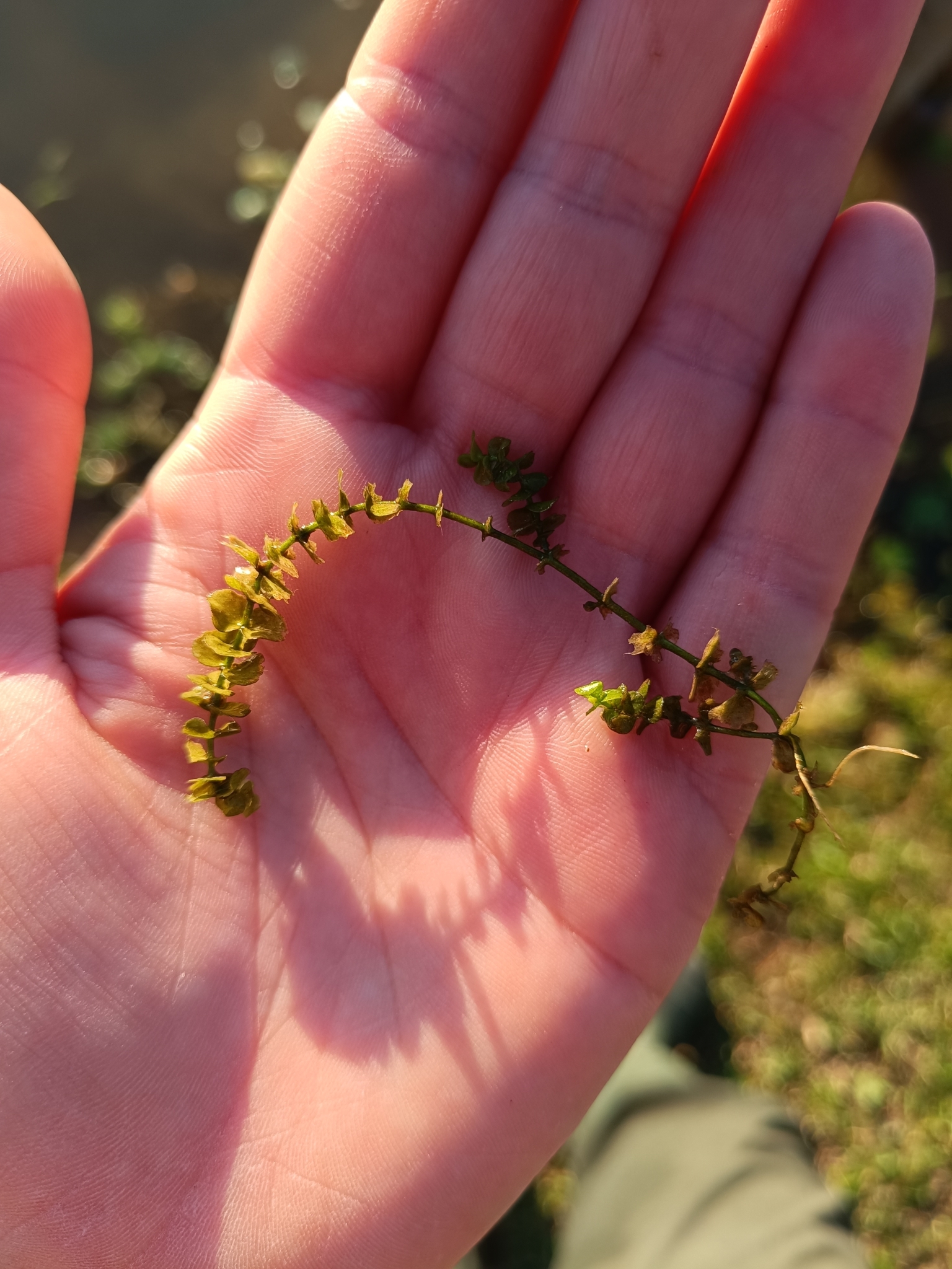 Micranthemum umbrosum