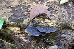 Hymenochaete microcycla