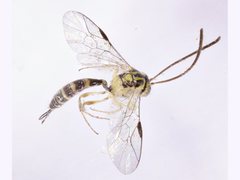 Brachycyrtus