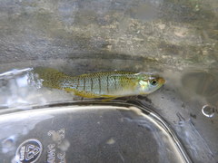 Fundulus dispar