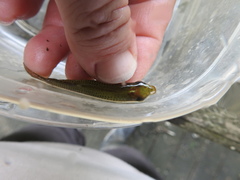 Fundulus dispar