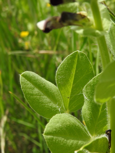 Image of Vicia johannis by (c) Yves Bas, some rights reserved (CC BY)
