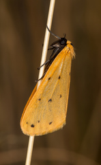 Setina irrorella