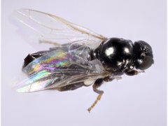 Scenopinidae