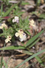 Salvia axillaris
