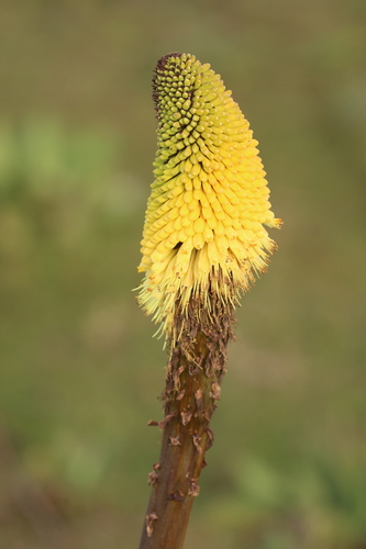 Kniphofia foliosa, photograph 5