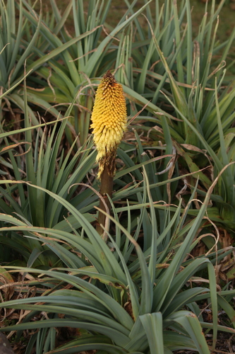 Image of Kniphofia foliosa by no rights reserved