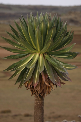 Image of Lobelia rhynchopetalum by no rights reserved